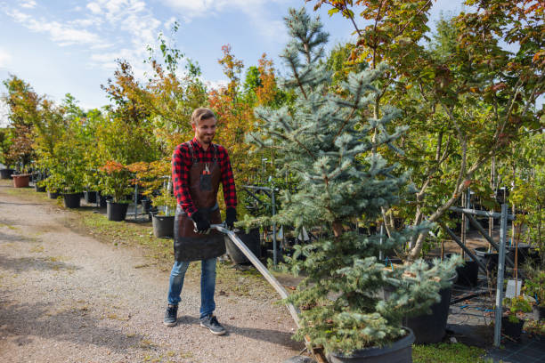 Best Leaf Removal  in Highland, CA